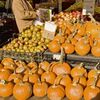 Pumpkin Panic: Northeast Faces Pumpkin Shortage, Thanks To Hurricane Irene
